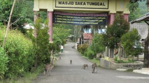 RATUSAN KERA